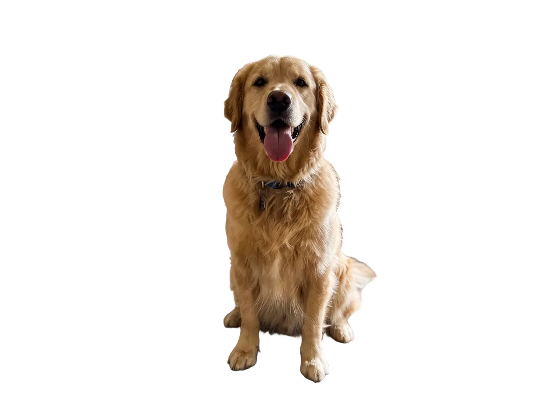 Golden retriever sitting on a living room rug, background removed (transparent PNG)
