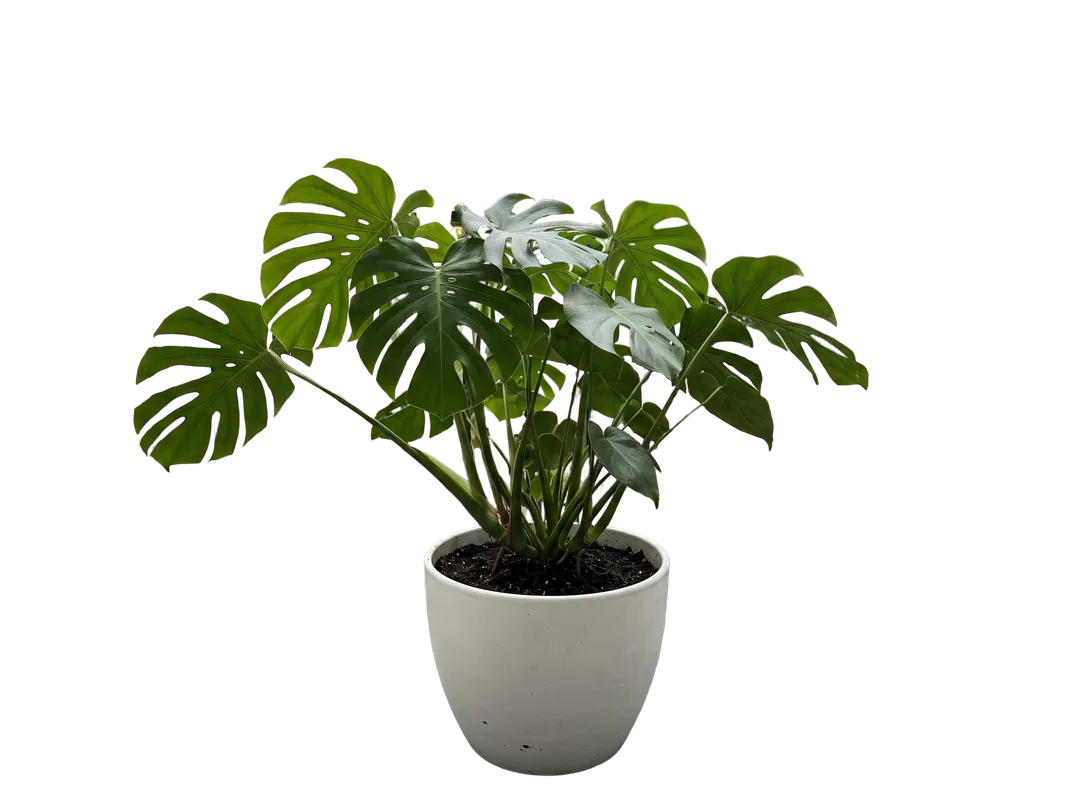 Potted monstera plant on an apartment balcony, background removed (transparent PNG)