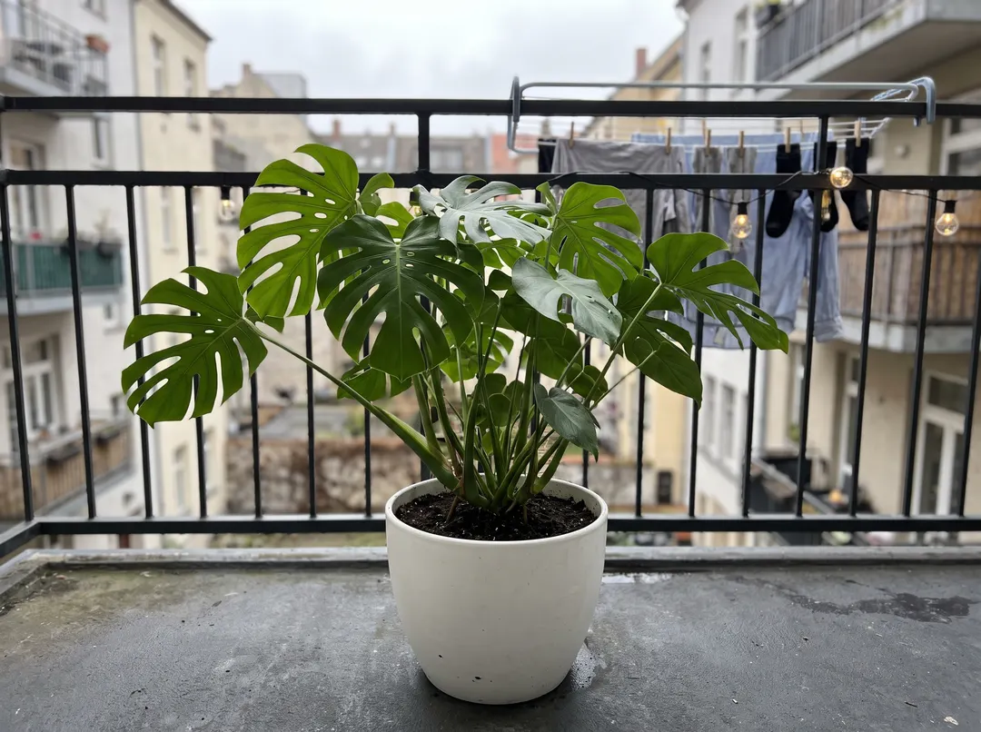 Potted monstera plant on an apartment balcony, original photo