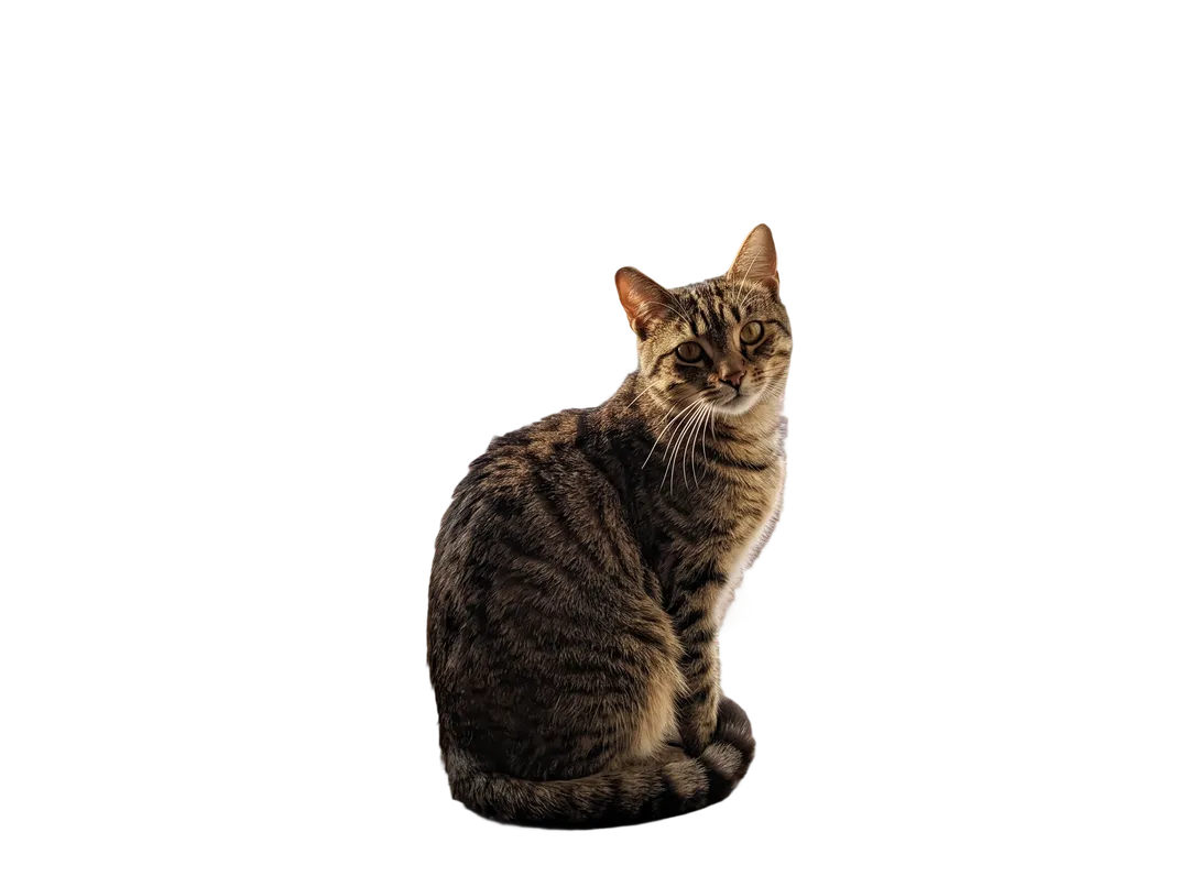 Tabby cat sitting on a sunny windowsill, background removed (transparent PNG)