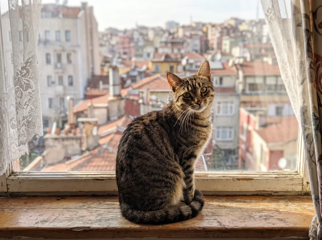 Tabby cat sitting on a sunny windowsill, original photo