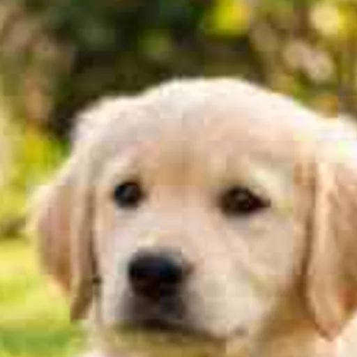 Golden retriever puppy lying on a lawn, low-resolution original, 100% crop