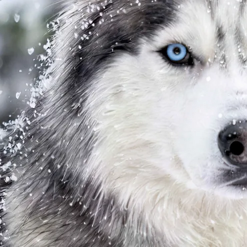 Husky with blue eyes in falling snow, upscaled 4× with AI, 100% crop