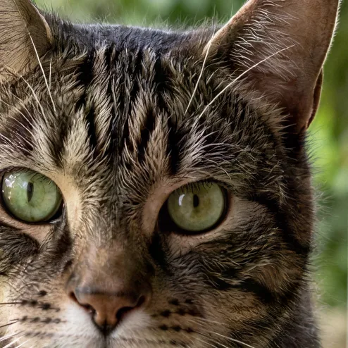 Tabby cat sitting on a sunny windowsill, upscaled 4× with AI, 100% crop
