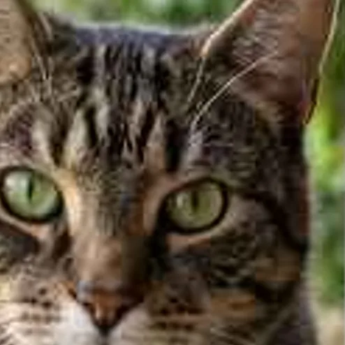Tabby cat sitting on a sunny windowsill, low-resolution original, 100% crop