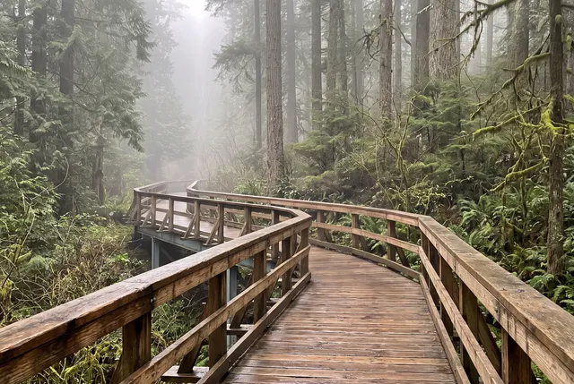 Photo of a wooden footbridge through a misty forest, after removing everyone on the bridge